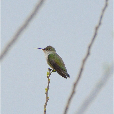 Ruby-throated Hummingbird (Female)